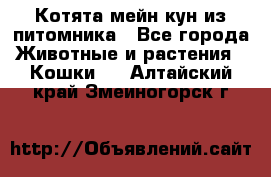 Котята мейн-кун из питомника - Все города Животные и растения » Кошки   . Алтайский край,Змеиногорск г.